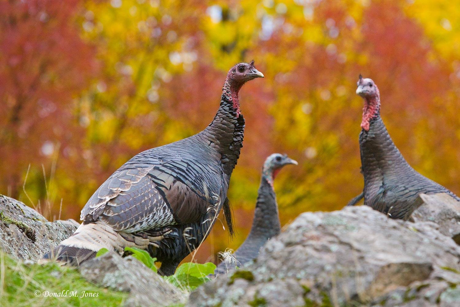 Wild-Turkey-(Merriams)08076D