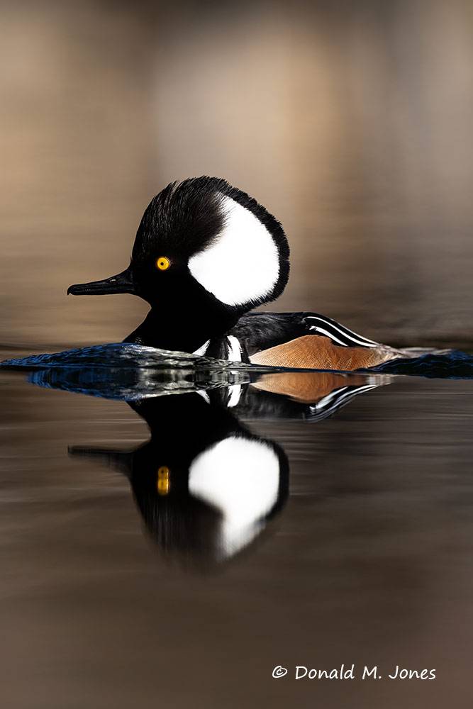 Hooded-Merganser0214D