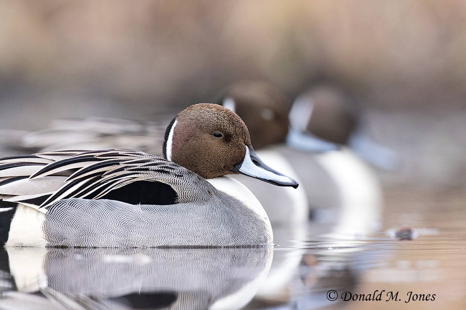 Northern-Pintail3351D