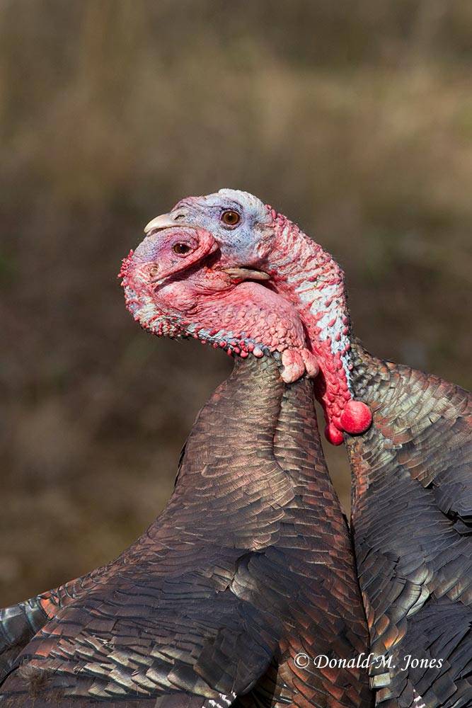 Wild-Turkey-(Merriams)08775D