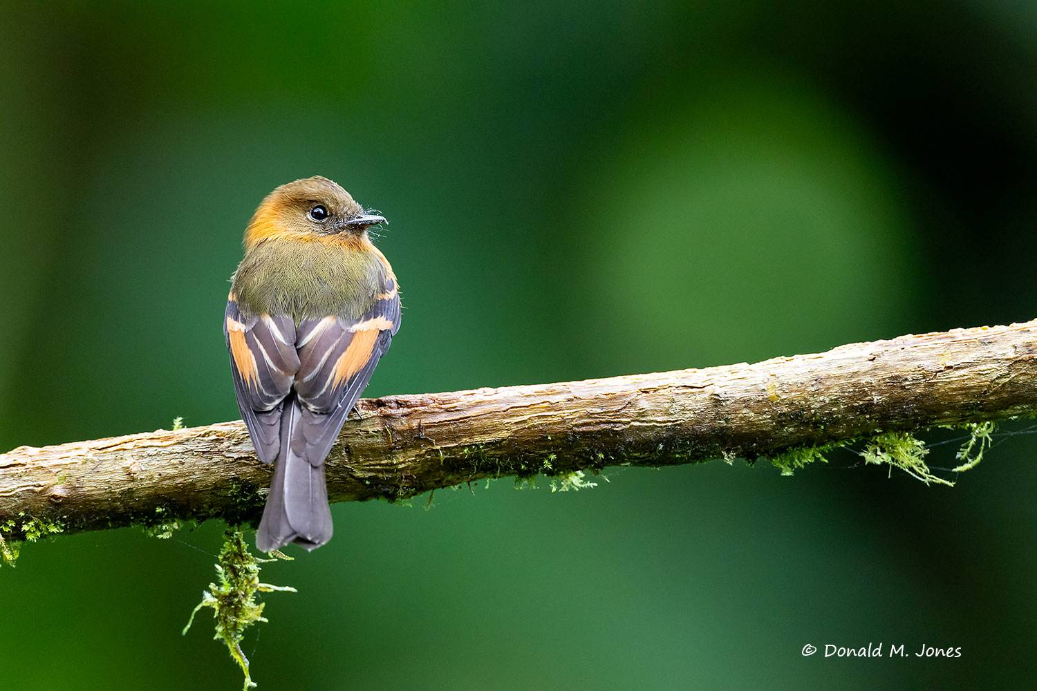 Cinnamon-Flycatcher0101D
