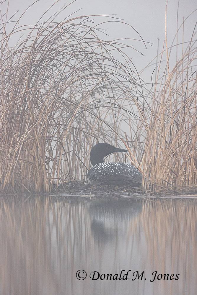 Common-Loon3881D