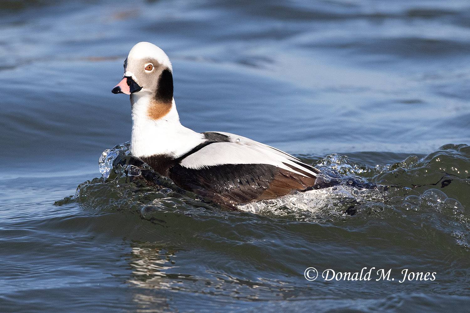 Long-tailed-Duck0232D
