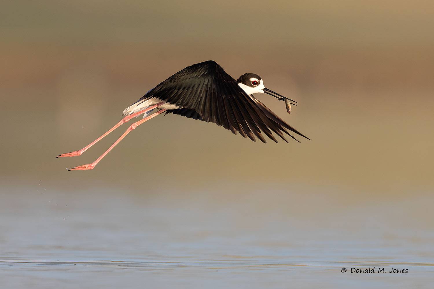 Black-necked-Stilt0232D