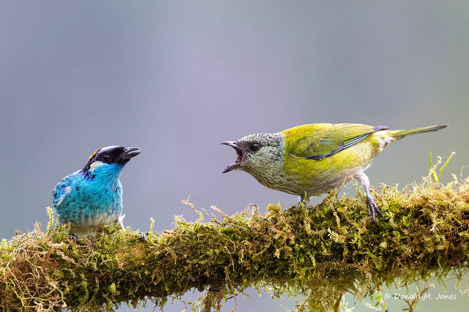 Golden-naped-Tanager0104D and Black-capped Tanager