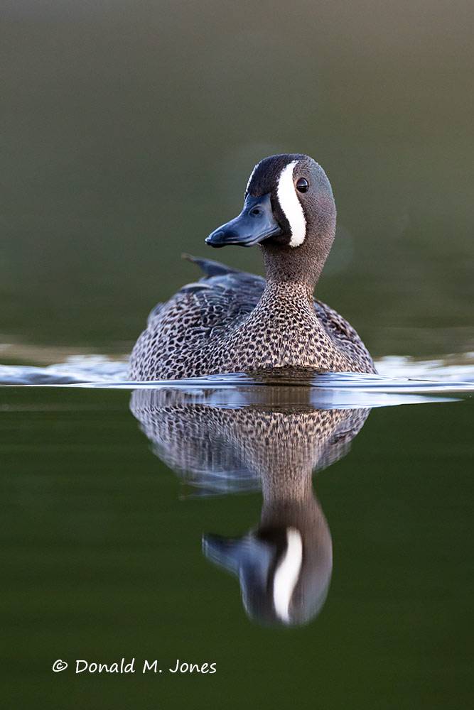 Blue-winged-Teal0176D