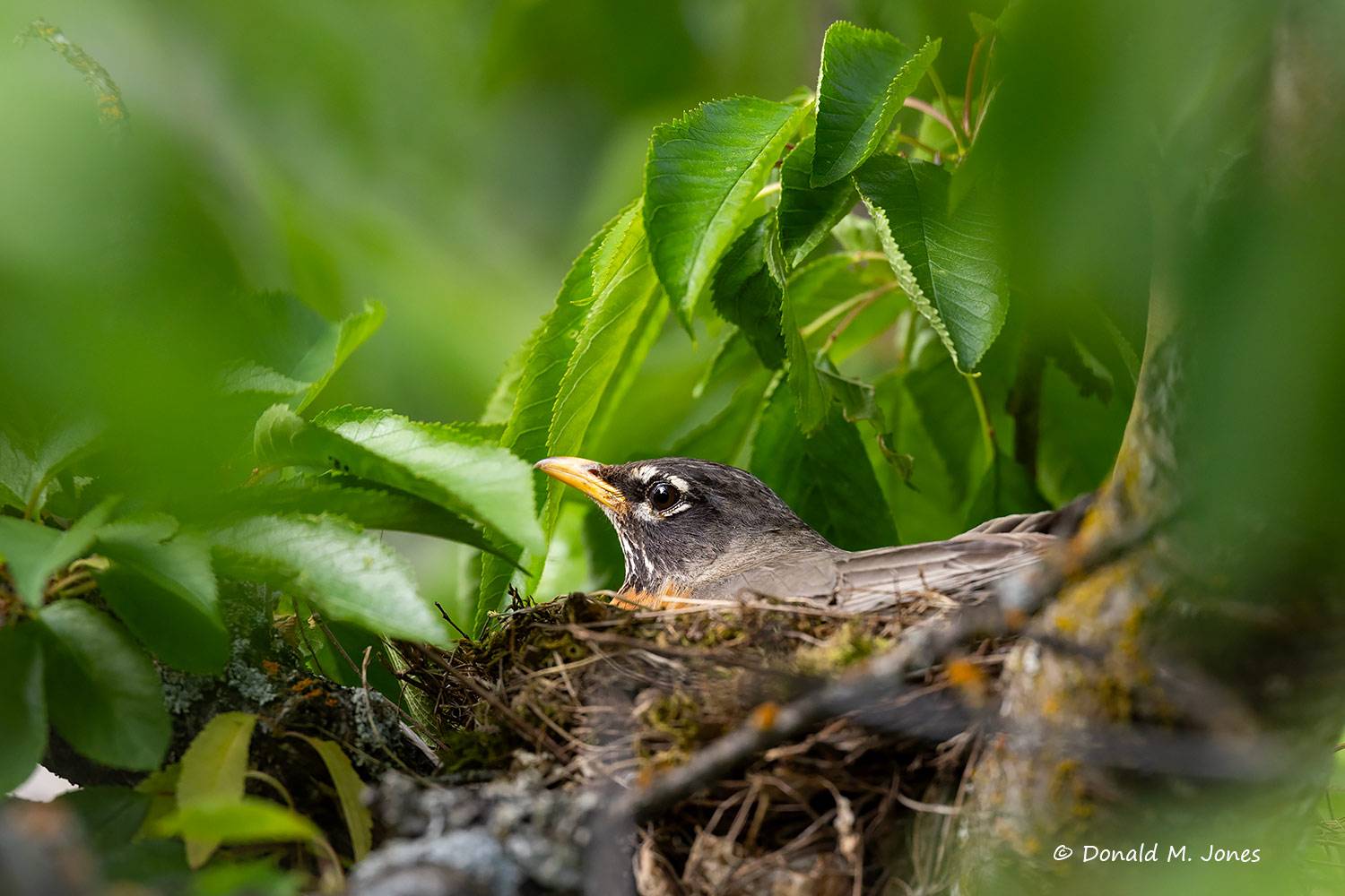 May 25 - American Robin on the nest.