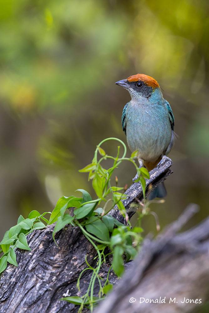 Scrub Tanager