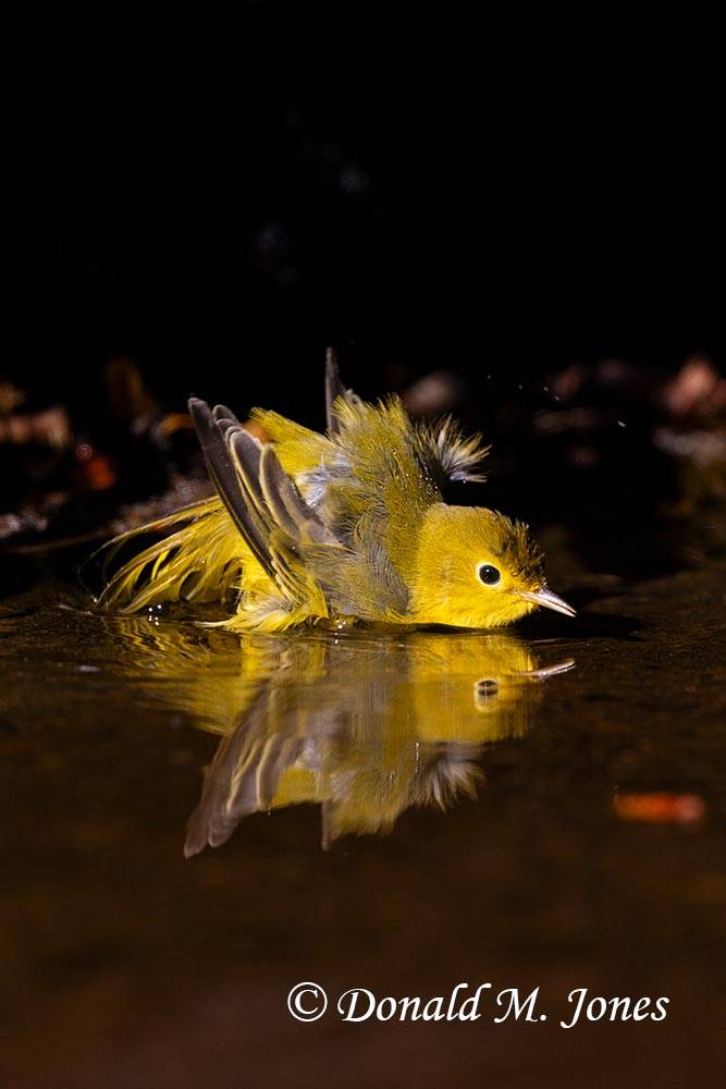 Yellow-Warbler0329D