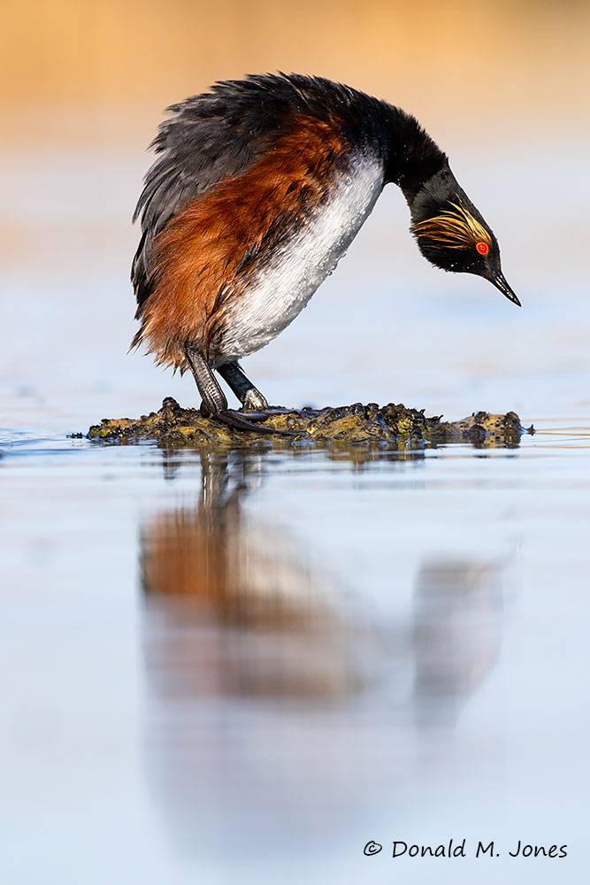 May 23 - Eared Grebe female testing out nesting platform.