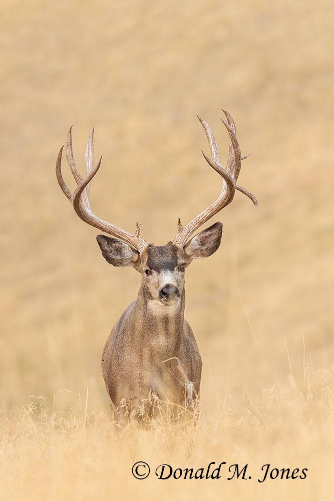 Mule-Deer13640D