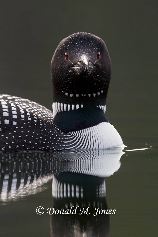 Common-Loon0453D