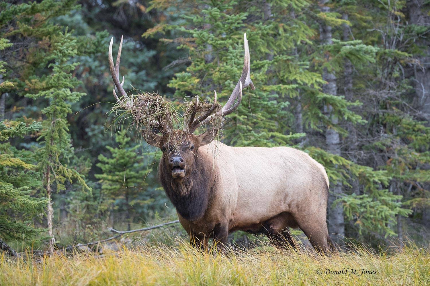 Elk-(Rocky-Mtn)24098D