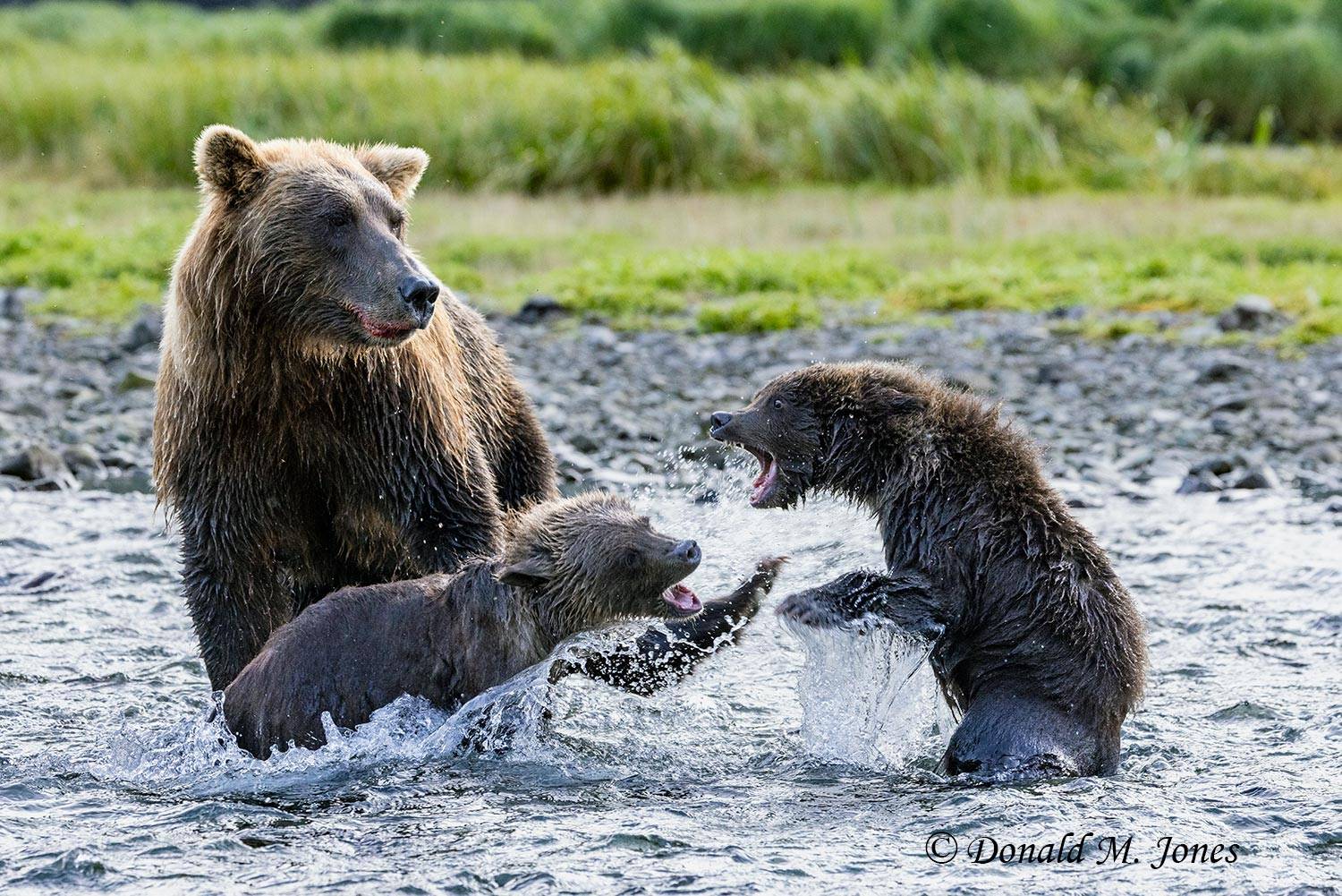 Brown Bear cubs having a spat.