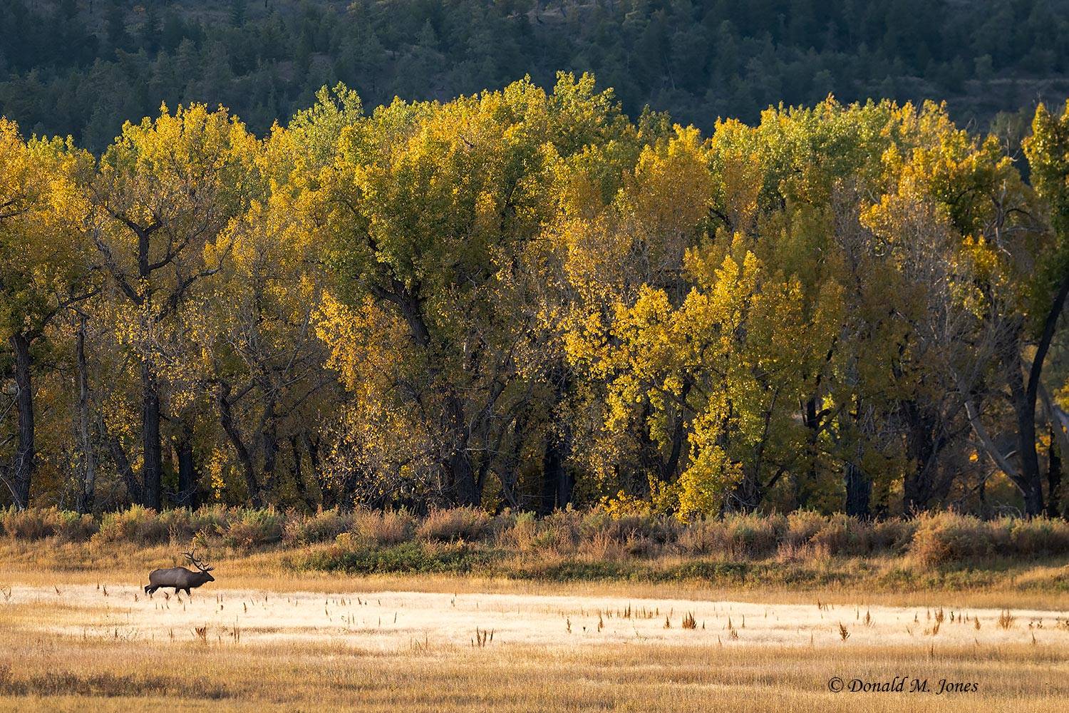 Elk-(Rocky-Mtn)31582D