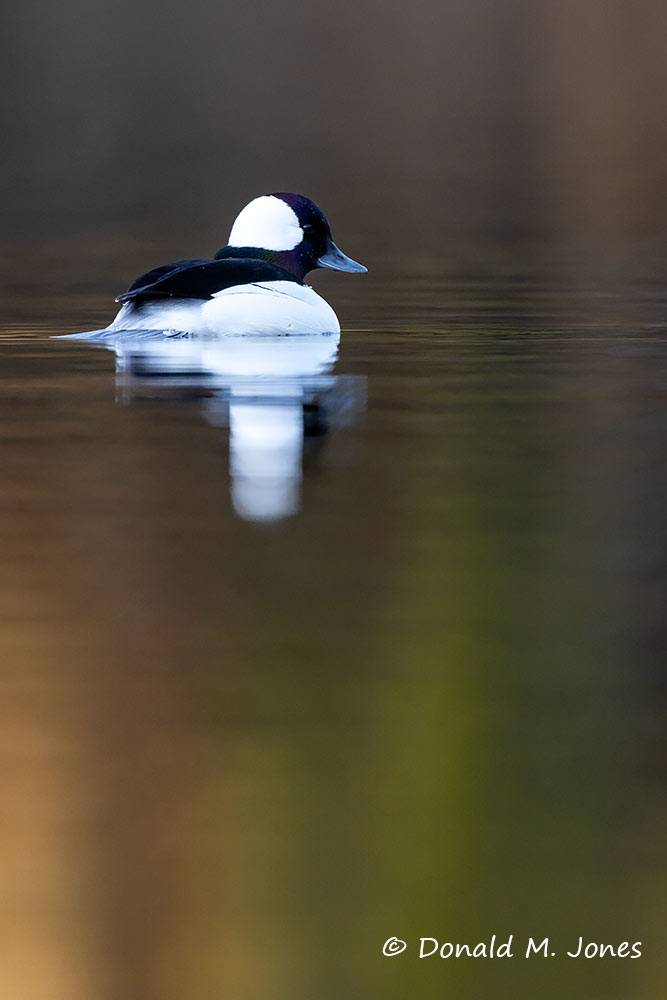 Bufflehead drake