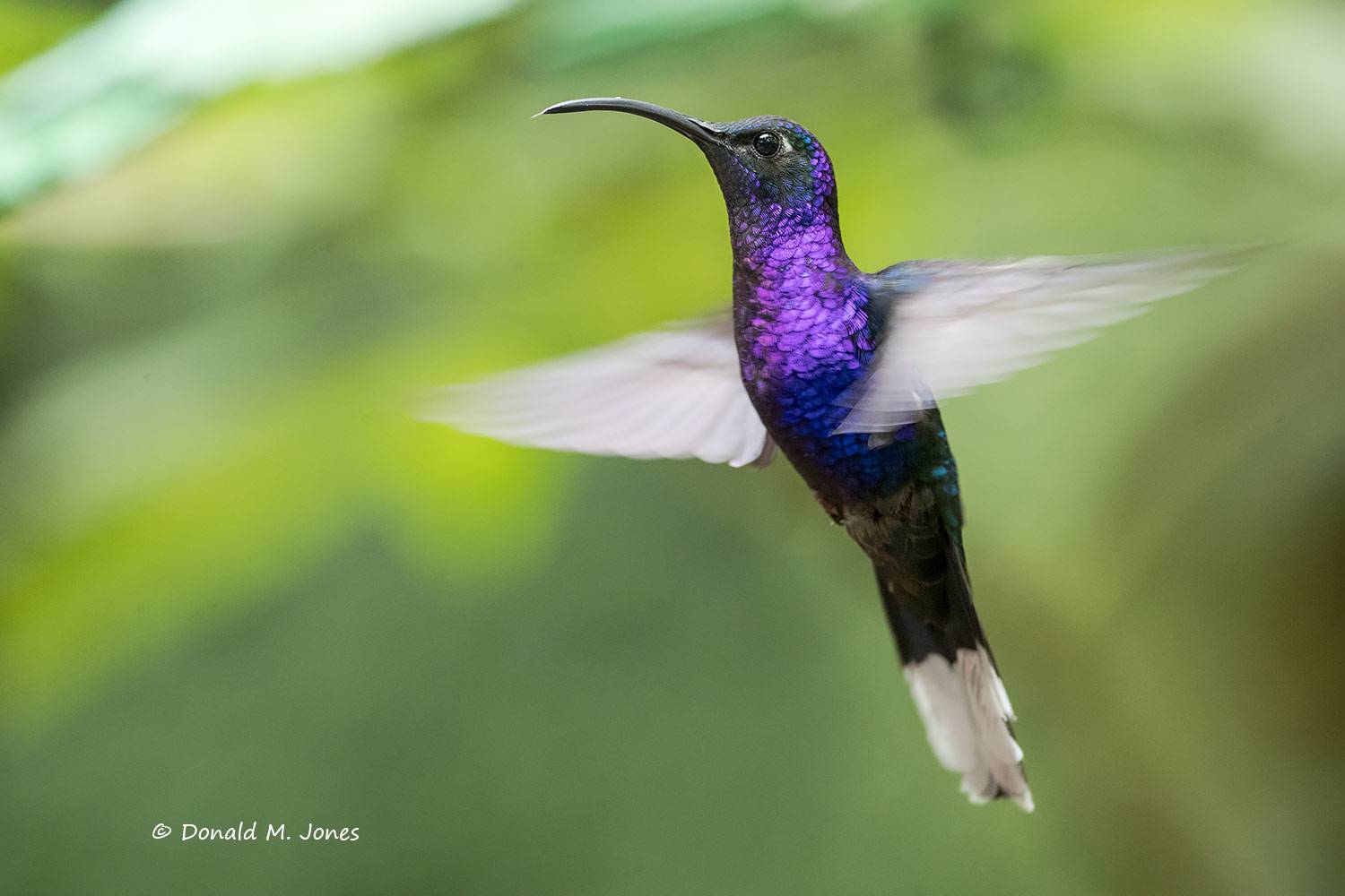 Violet-Sabrewing0112D