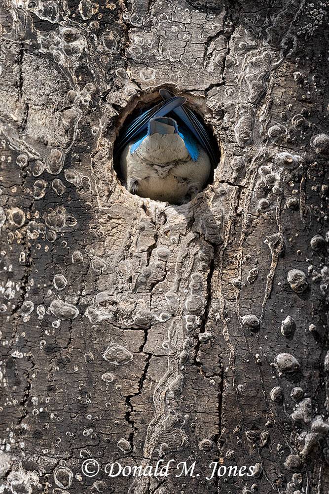 Mountain Bluebird entering nesting cavity