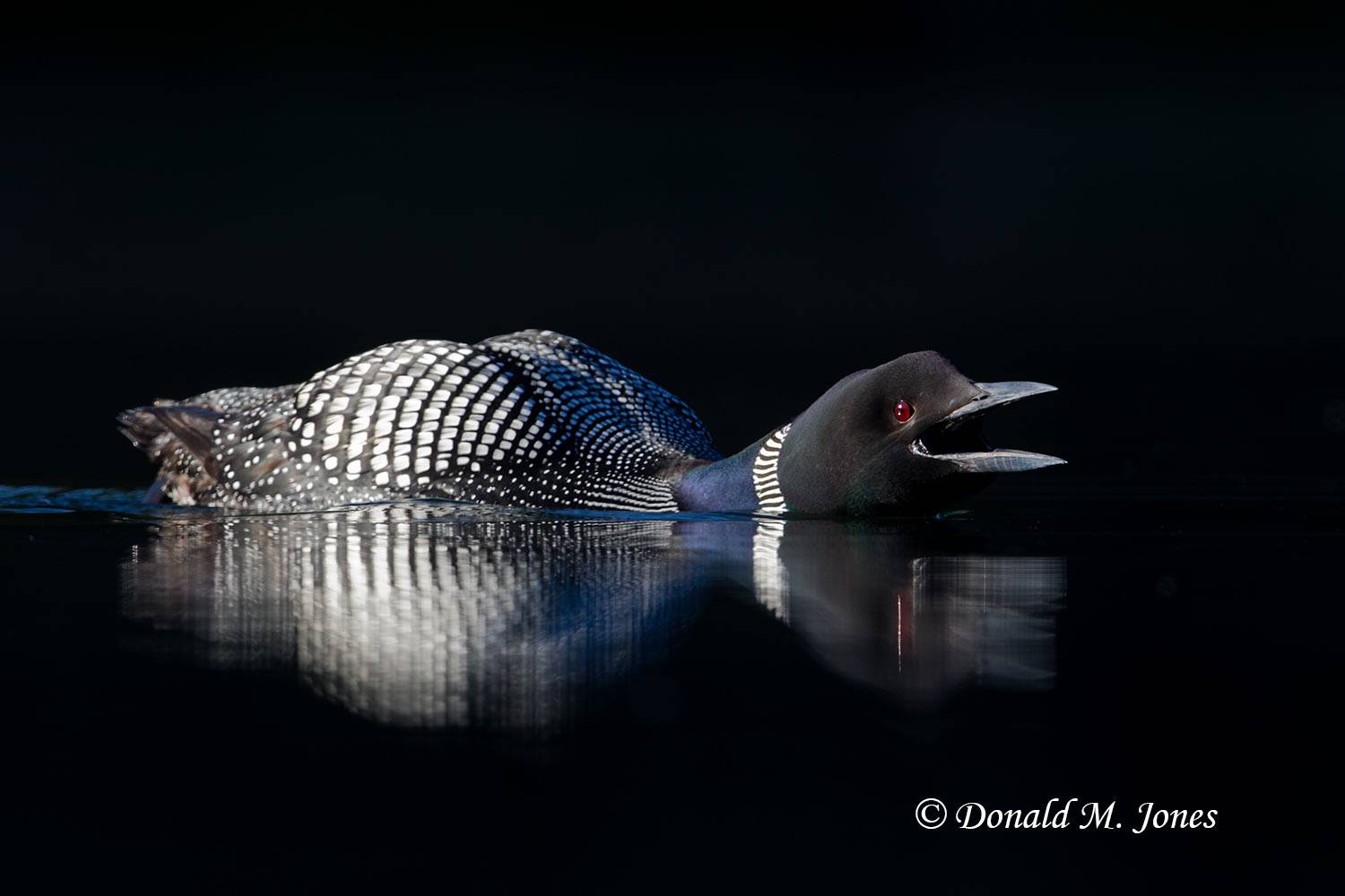 Common-Loon0882D