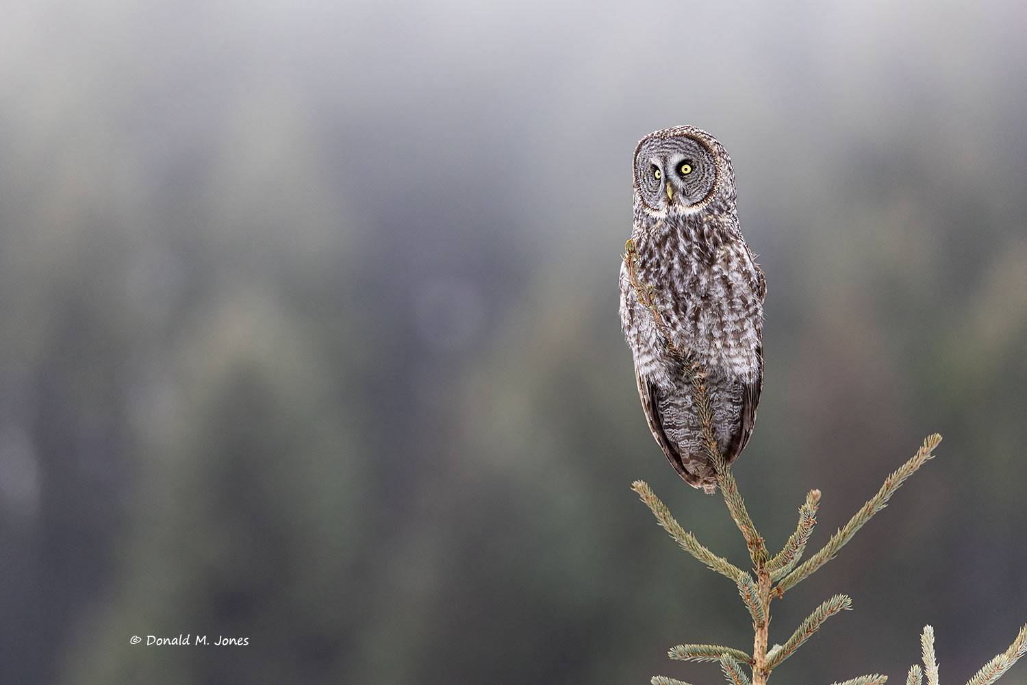 Great-Gray-Owl1565D
