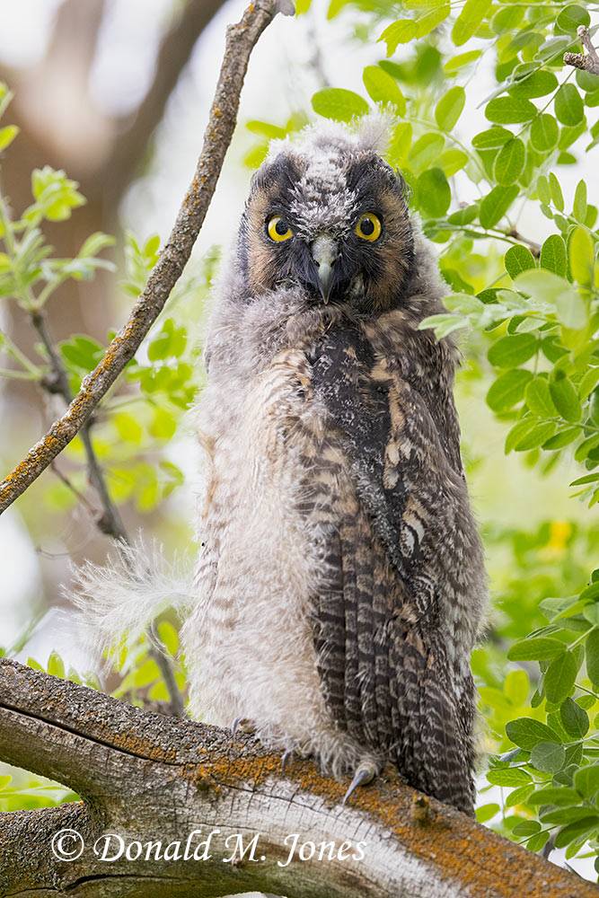 Long-eared-Owl0210D