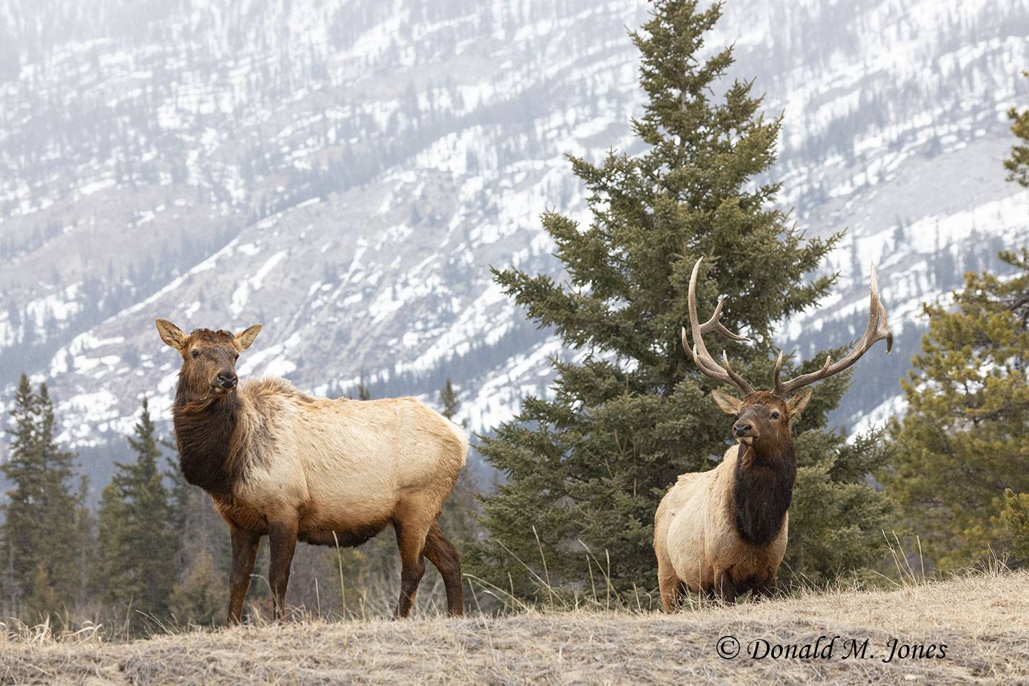 Elk-(Rocky-Mtn)29059D