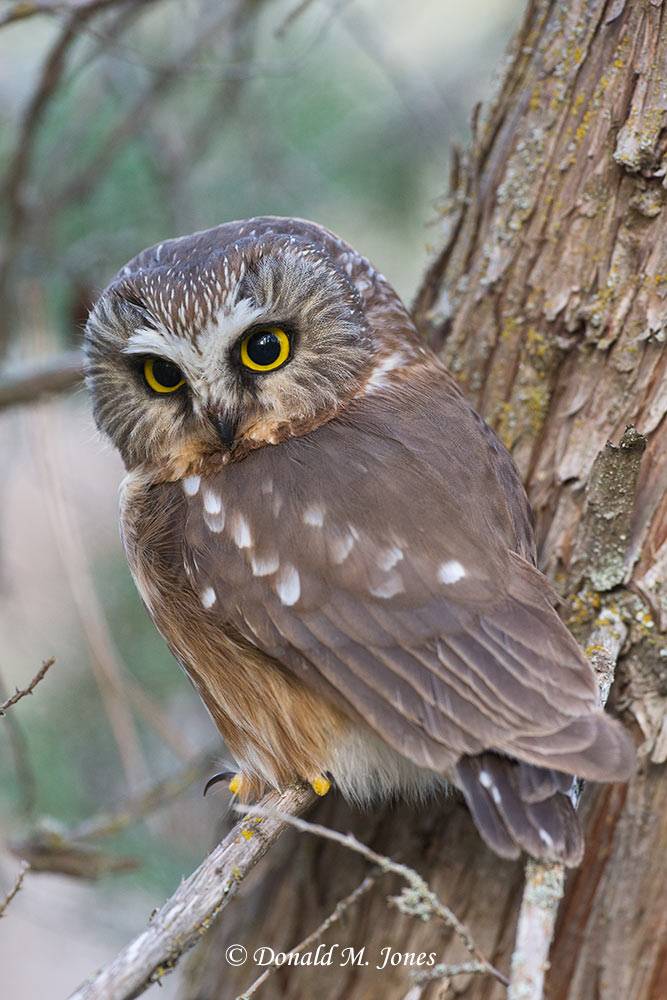 Northern-Saw-whet-Owl0119D