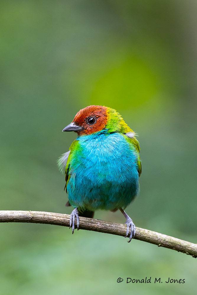 Bay-headed-Tanager0101D