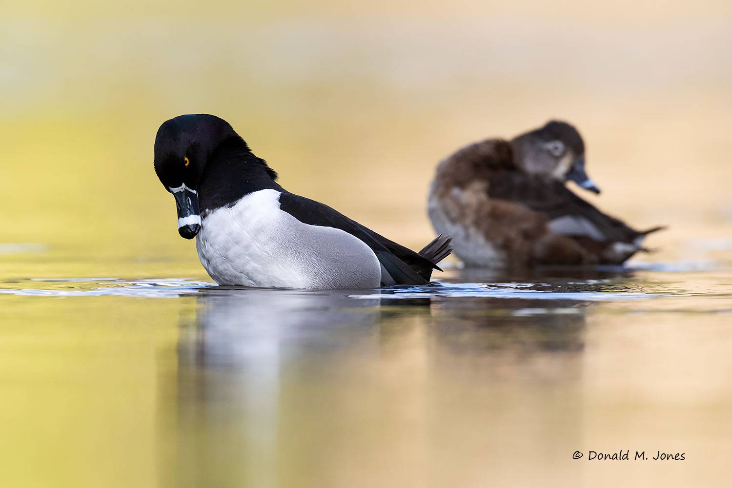 Ring-neck Duck hen and drake.