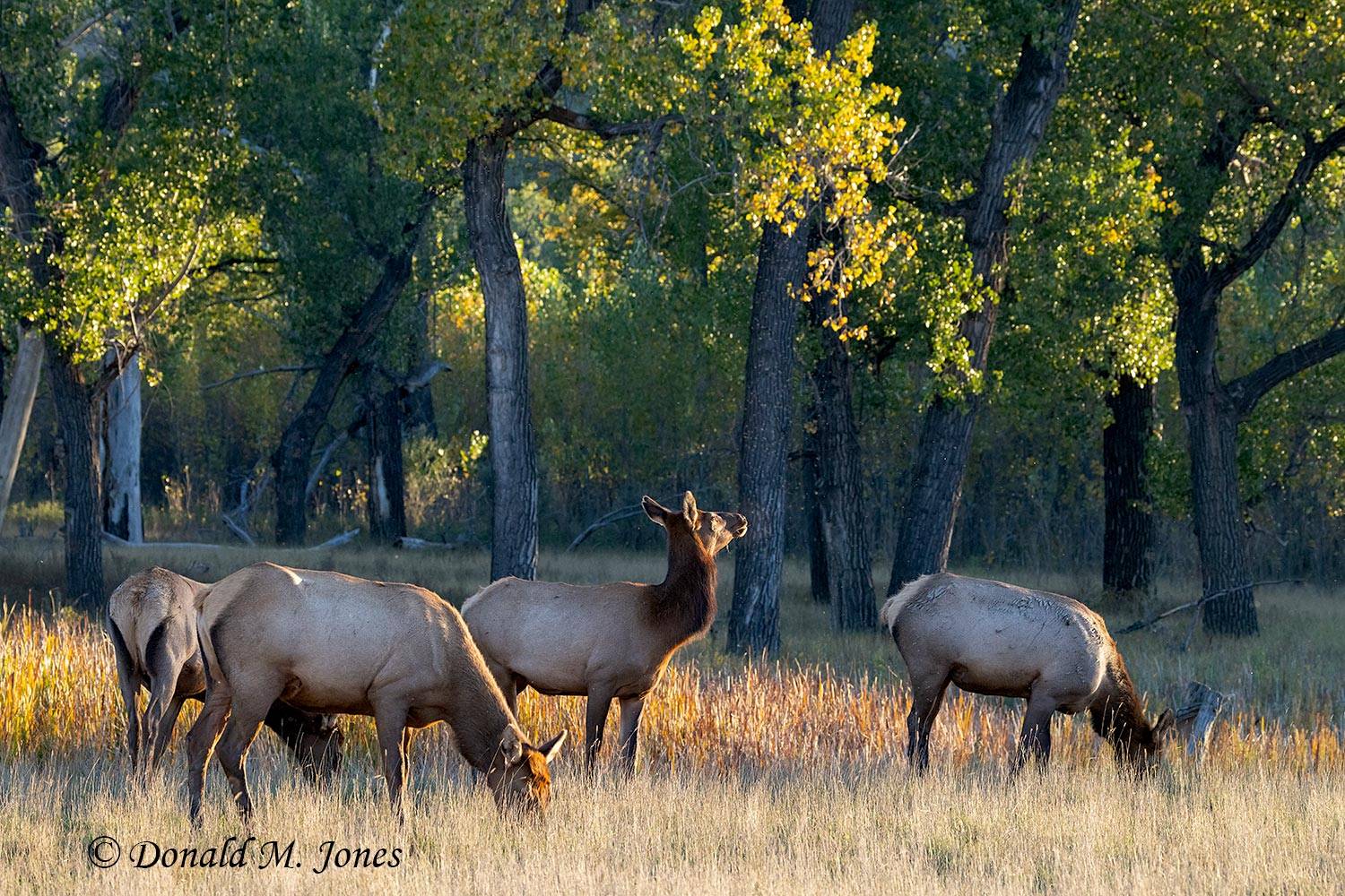 Elk-(Rocky-Mtn)30962D