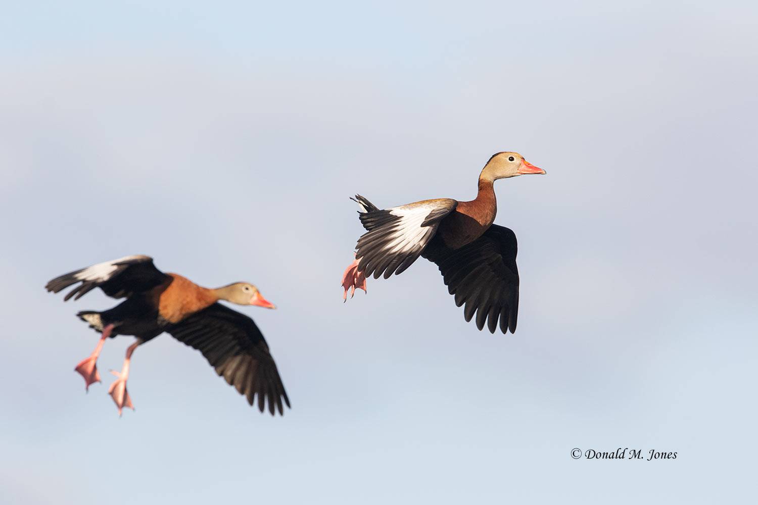 Black-belliied-Whistling-Duck0114D