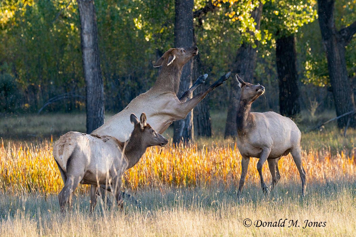 Elk-(Rocky-Mtn)30960D