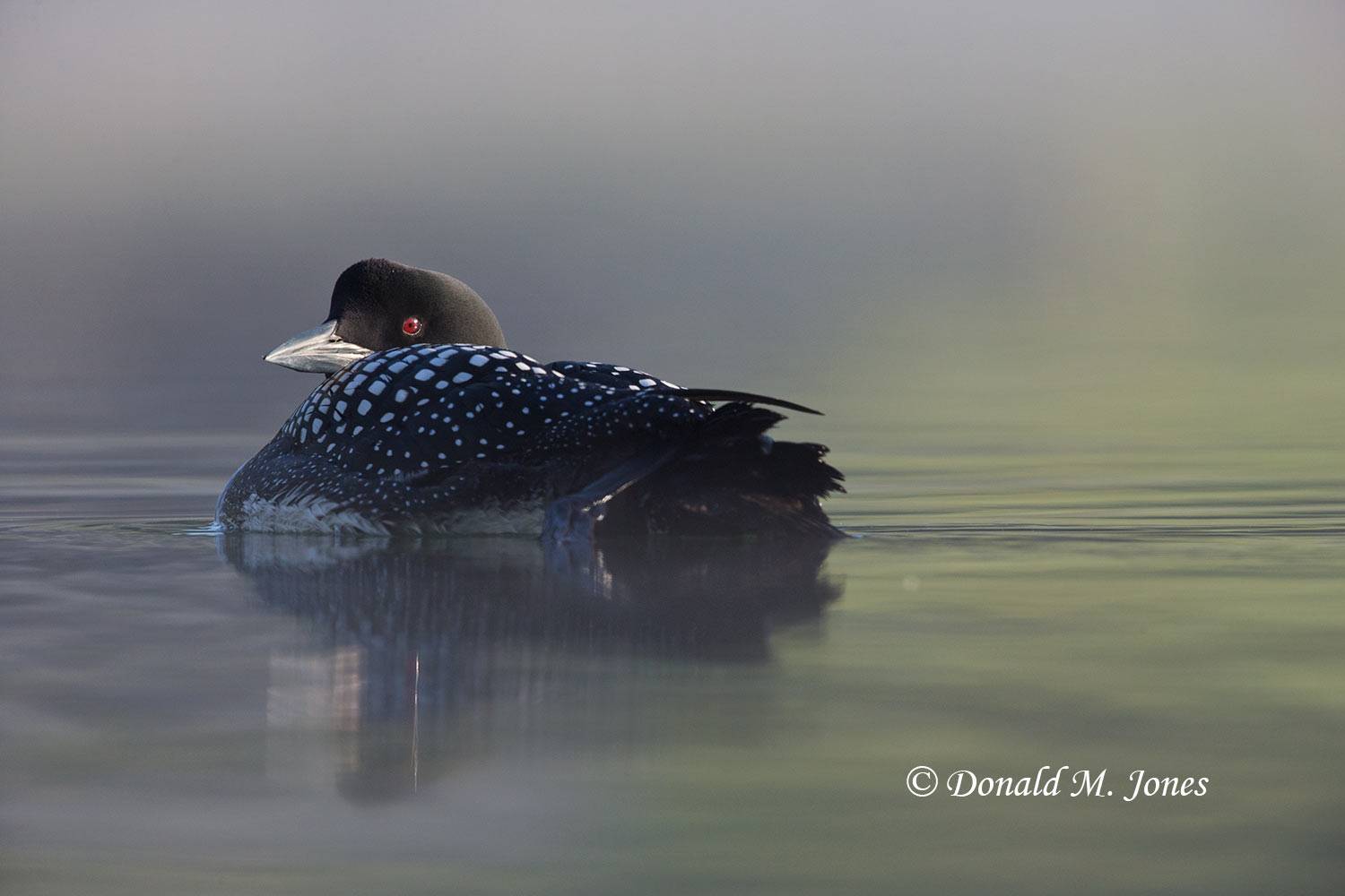Common-Loon0850D