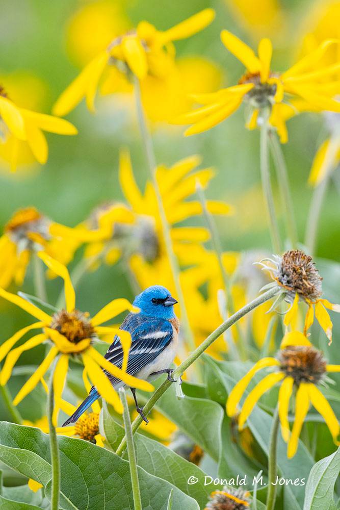 Lazuli-Bunting0764D