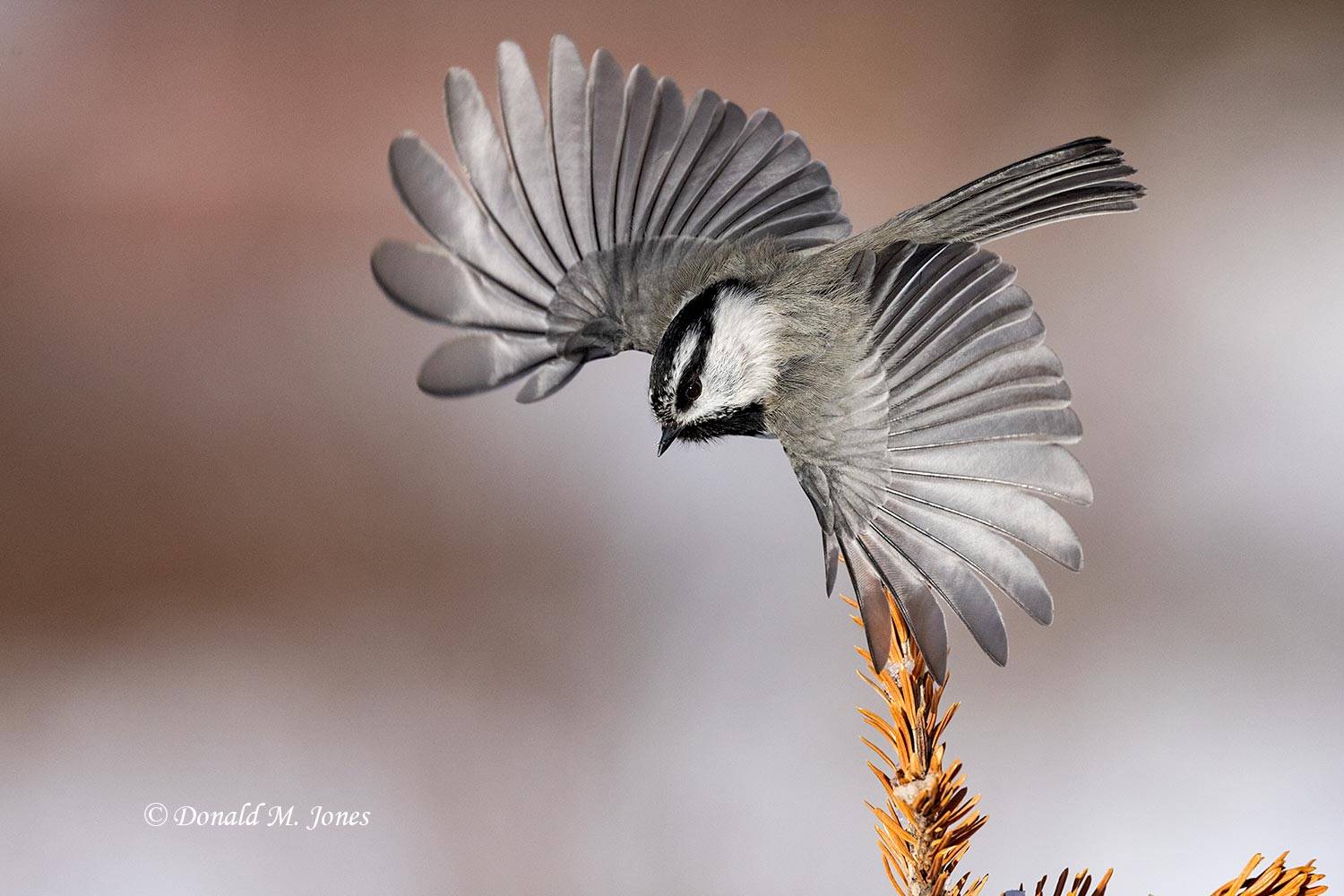 Mountain-Chickadee0720D