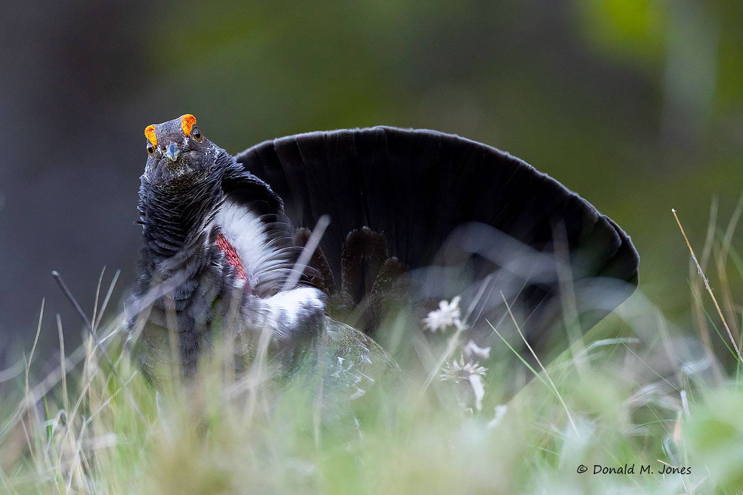 May 1 - Dusky Grouse in full display.