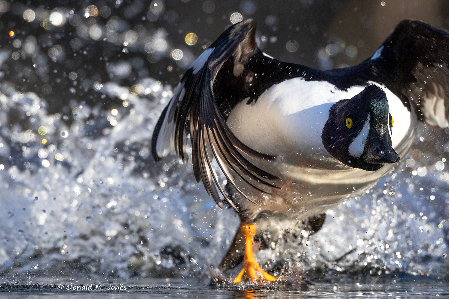 Barrow's-Goldeneye0315D