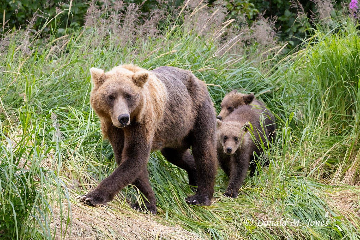 Brown Bear mom and 2 cubs