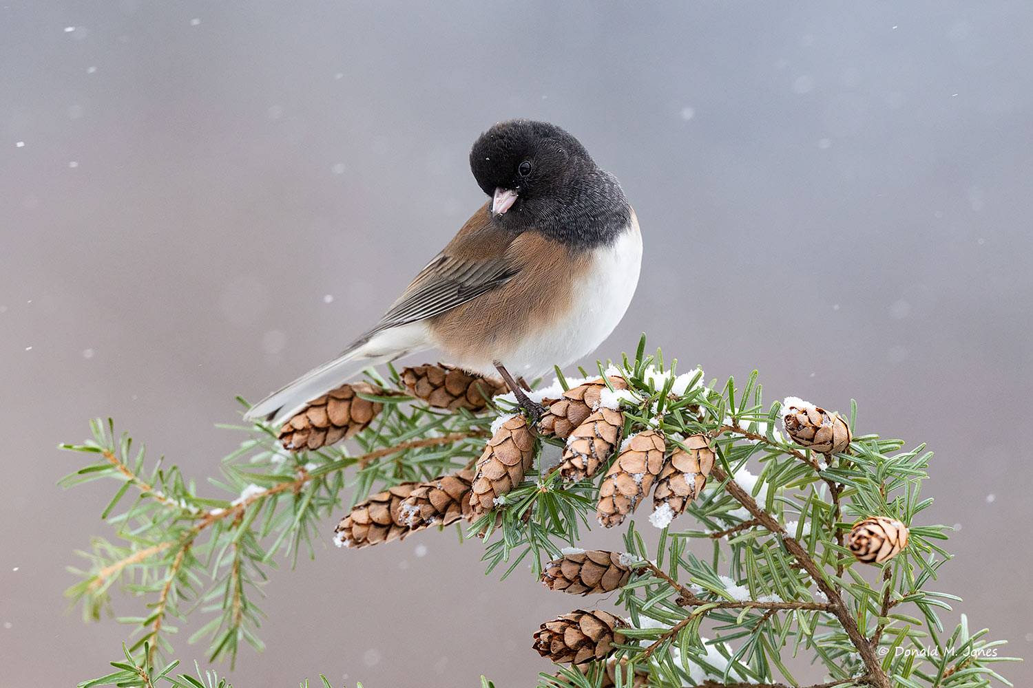 Dark-eyed-Junco1255D