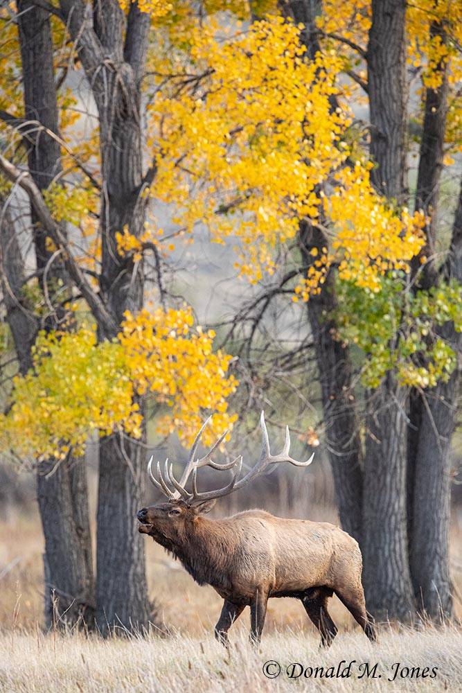 Elk-(Rocky-Mtn)28227D