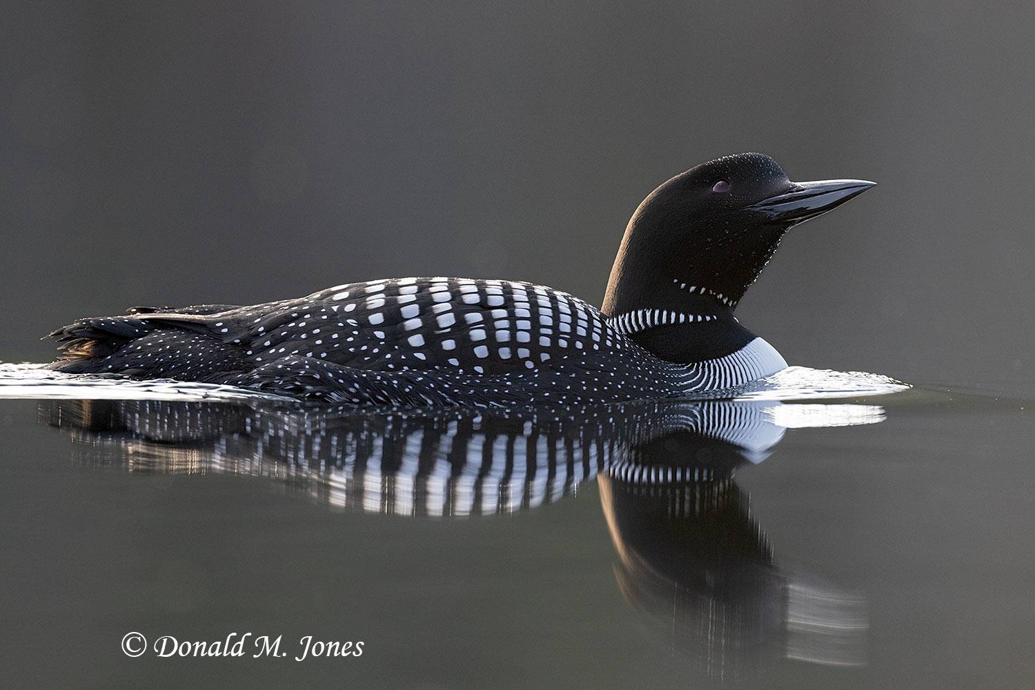 Common-Loon3901D