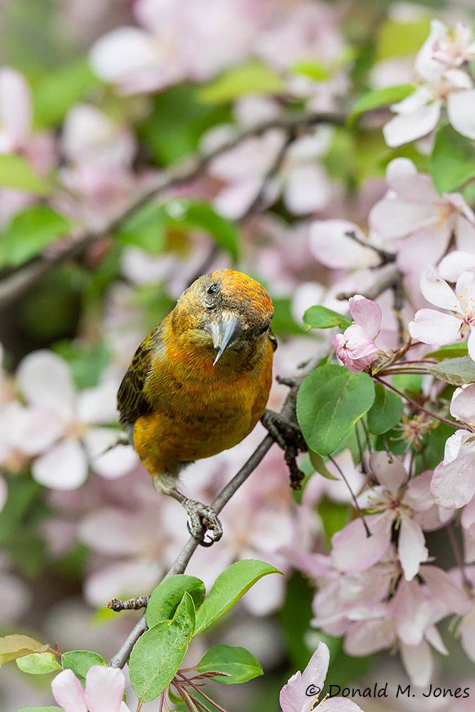 Red-Crossbill0177D