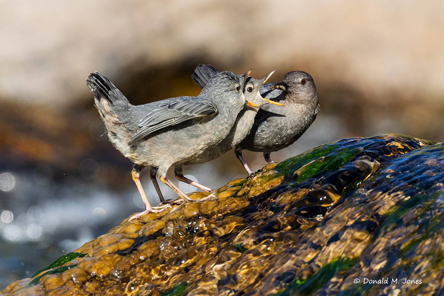 May 5 - American Dippers mother feeding two juviniles. 