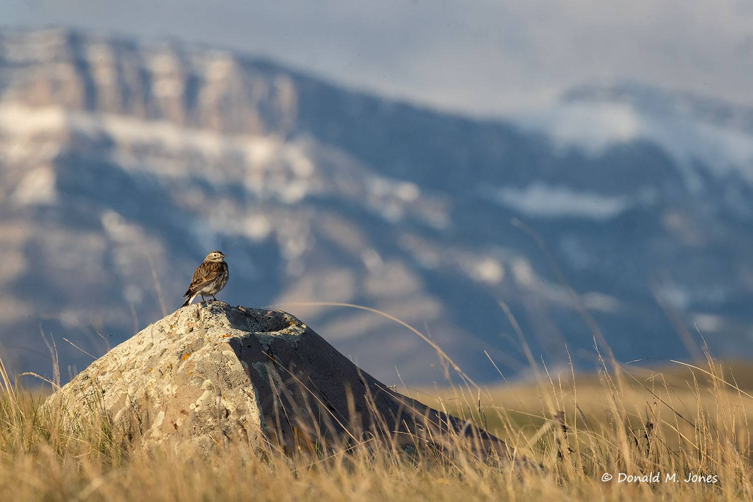 Thick-billed-Longspur0218D