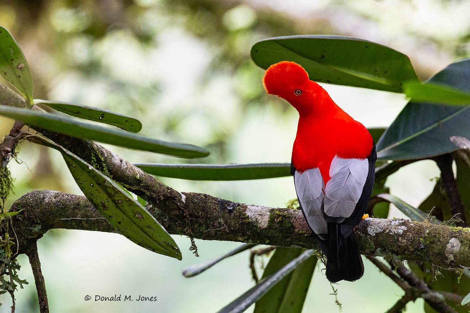Andean-Cock-of-the-Rock0104D