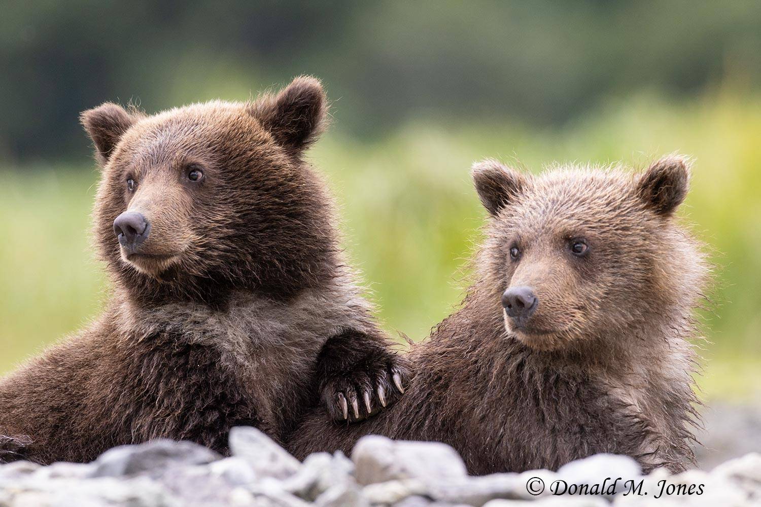 Brown Bear cubs of the year.