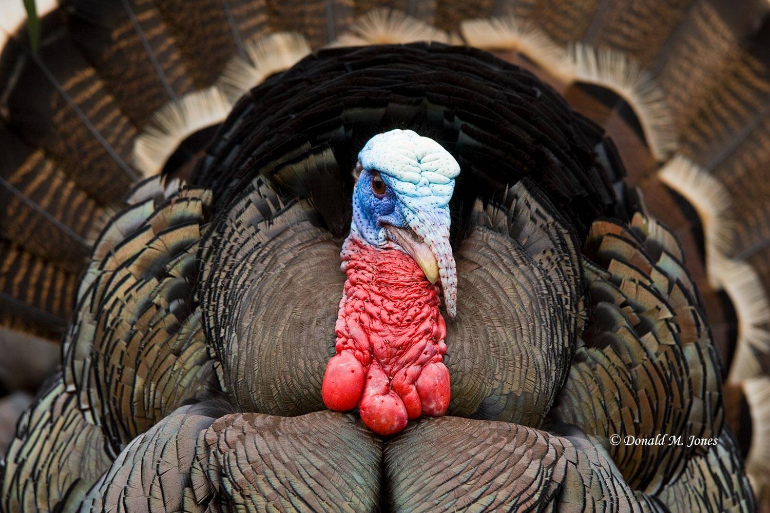 Wild-Turkey-(Merriams)07510D