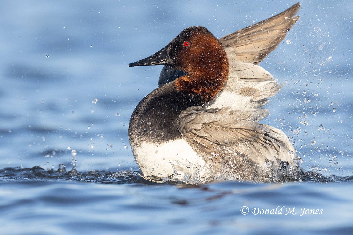 Canvasback0243D