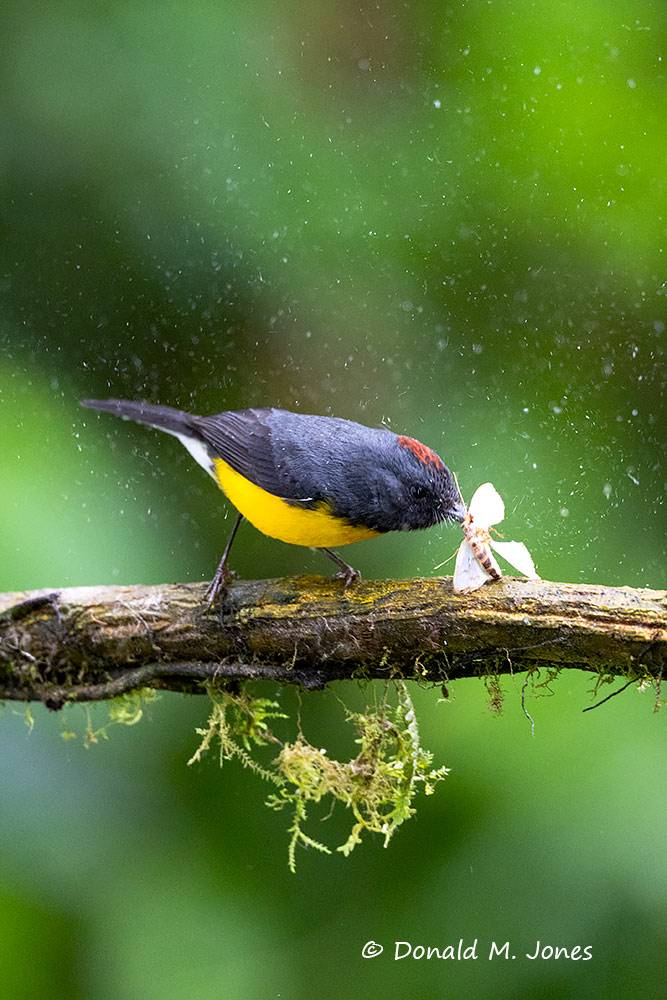 Slate-throated-Redstart0102D