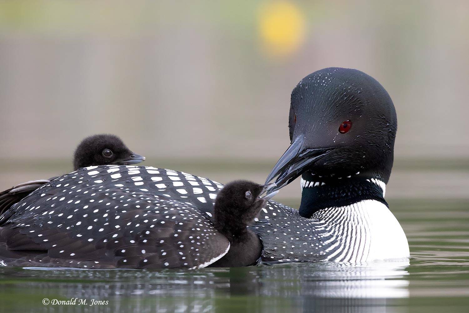 Common-Loon4742D